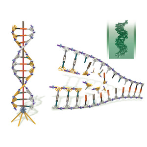 DNA&amp;RNA 조립모델