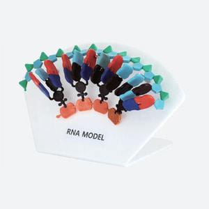 RNA 모델(스탠드식)