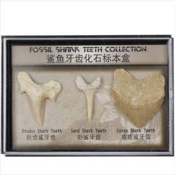 상어이빨 화석 3종세트