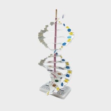 DNA 이중나선 모형