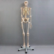 인체골격모형(170cm 일반형)
