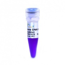 DNA Marker(Ladder) / DNA 마커