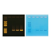 PCR을 통한 DNA 증폭