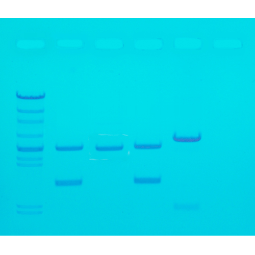 PCR을 이용한 DNA 지문분석